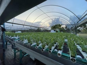 Sayur Kita Asia Sdn Bhd’s modern farm, rows of vegetables in a green house