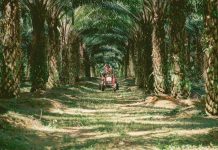 Johor Plantations Group Achieves 3-Star FTSE ESG Rating