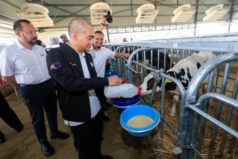 1,000 More Cows for Jemaluang Dairy Valley to Increase Milk Production