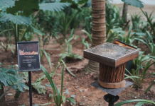 Earth Hour at Desaru Coast Spotlights Little Creatures with Big Impact