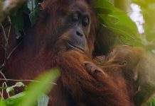 Disneynature’s “Orangutan” Debuts on Disney+ in Celebration of Earth Day