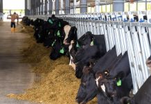 Jemaluang Dairy Valley Aims for 5.5 Million Litres of Fresh Milk Production by the End of 2026