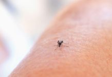 Double Jeopardy: Why Chronic Illness May Double the Odds of Severe Dengue